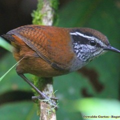 CUCARACHERO DE MUNCHIQUE- Munchique Wood Wren (Henicorhina negreti)
