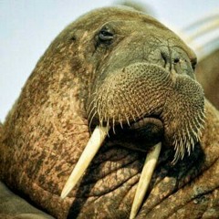 Rick D, Delano, & dB - Hush Yo Mouth Anthem