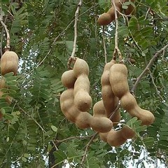 খেয়েছি বেজেতে কচু, না বুঝে_আবদুল লতিফ শাহ