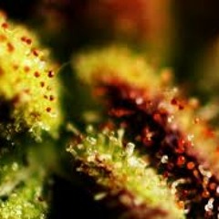 Phytochrome (Original Mix)