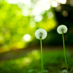 Nico Pluto - Spring (Original mix)