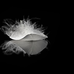 Une Plume  Mira/ Stephane Clos