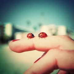 Ladybug