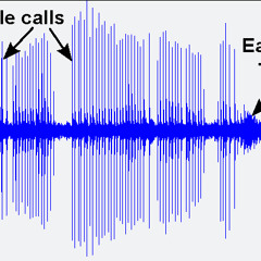 Fin Whale Calls In Seismic Data