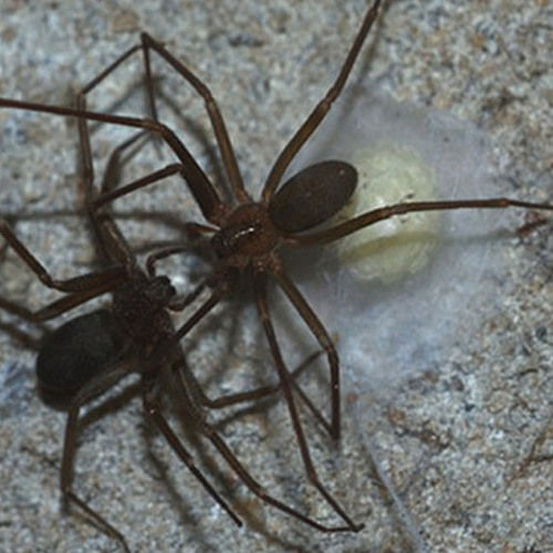 Untangling the Web of Spider Science