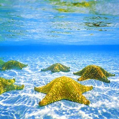 Josh Naiot- El viaje del ukelele estrella