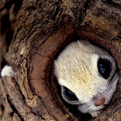 Let's All Stay In Bed (They Pull You Back In Version)