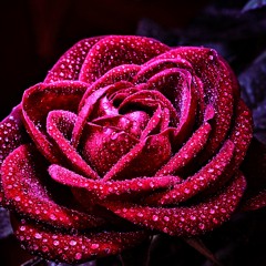 Forever Bound - Popping Flowers
