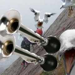 Trombette e gabbiani assassini