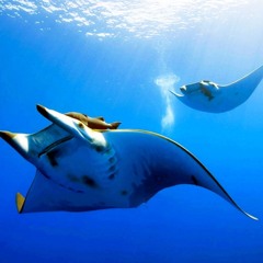 Searching the Depths