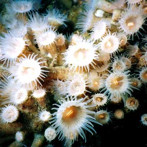 Anthozoa [pre-master]