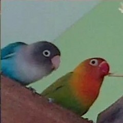 Kicau Lovebird