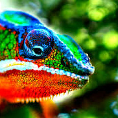 Sideform ~ Chameleon (Nerso rmx)