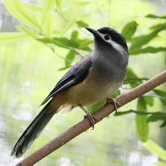 The Energetic Melodious Laughing Thrush 畫眉跳架