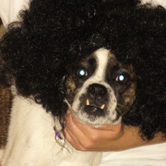 Never Knows Best 2.2 (Album) Silla Gorilla, Push Button Generation, inSERT