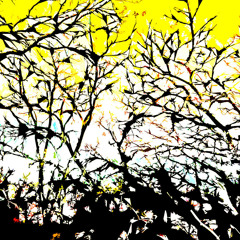 Alex Tamulis - Ciel Jaune