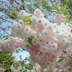 Doncella-zion y lennox