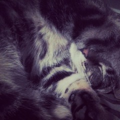 Temperamental Space Cat