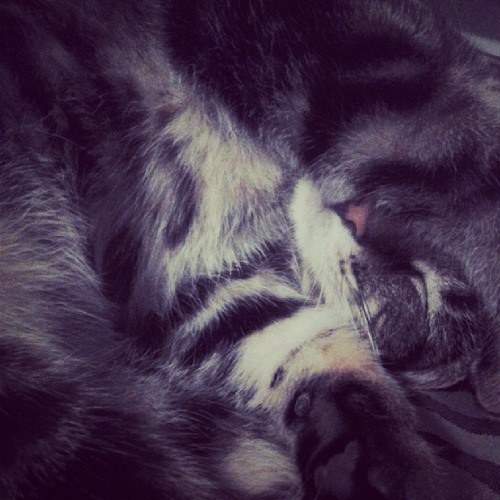 Temperamental Space Cat