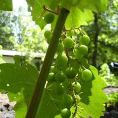 karl ray- flouride w​/​michel kristof