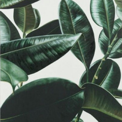 is tropical