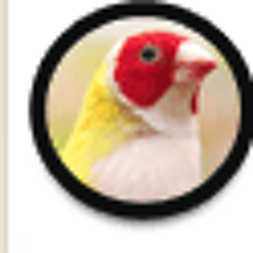 Canto do Diamante Gould