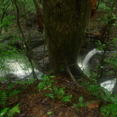 Soundscape for the BioMuseo
