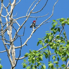 Red-headed Woodpecker