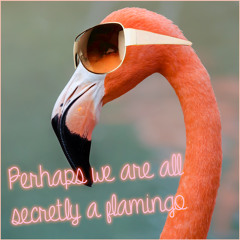 It's Not A Flamingo For Me, It's A Flamingo For You