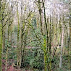 Walking Meditation