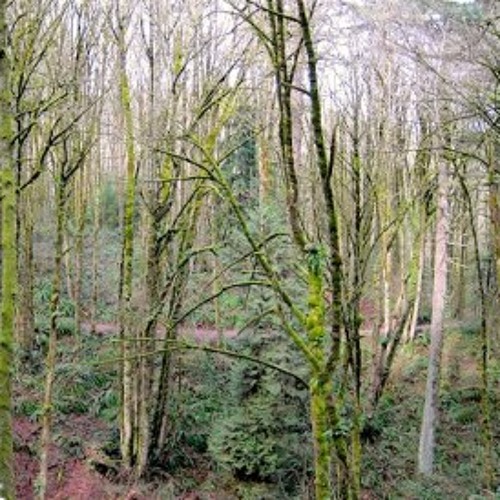 Walking Meditation