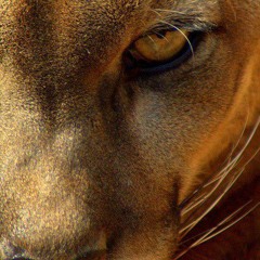 Ene Ultimatum (Final)