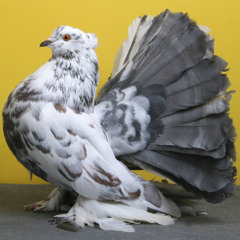 Vin'S da Cuero - Boomerang Remix feat. Pigeon John & 20syl