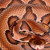 Artwork for My Little Copperhead (demo)