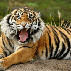 Animal instinct - rsk production