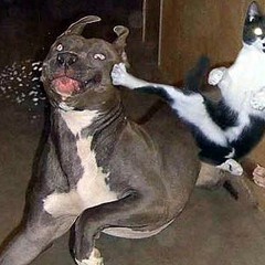 KnicK KnacK KnocK KoPP ab (Action Jackson MiX)