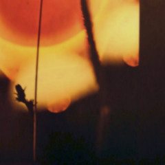 Yellow Timbre