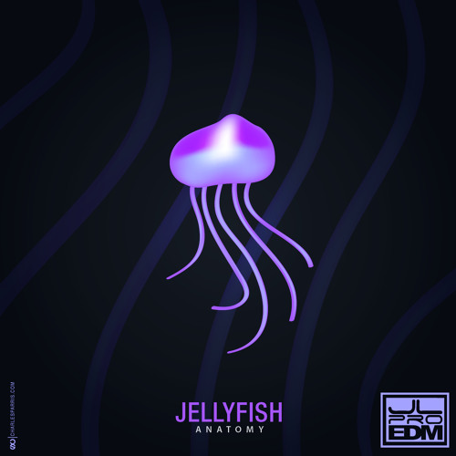 Jellyfish Anatomy