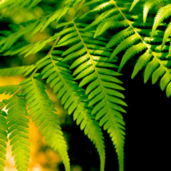 BeaTs n sTufF - aN Ode to Mau5 n aDamK n SoHA