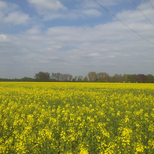 Megaloh 6Meter90 (Blumentopf)
