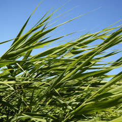 Reed in wind - 17/6/2014 - Makholma shore