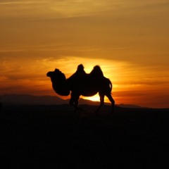 Сарантуяа - Миний ээж тэмээчин