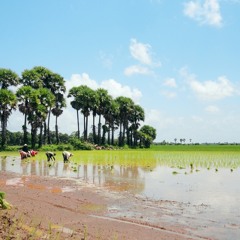 ផ្លុំស្លឹក (ដីកេរ្តិ៍ដូនតា)