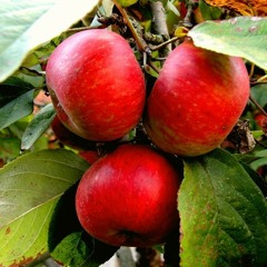 Fruit Garden (preview Invicta Records)