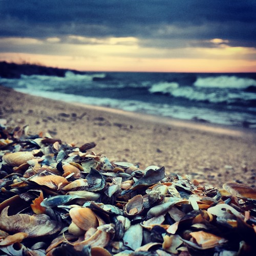 Shore