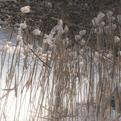 hari & isa - From The Heart