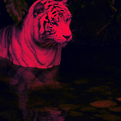 Alep Dens - Ad Droop (Original Mix - Exclusive)