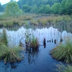 Marshy area near Clarkesville Mill - Night,Frogs,Wet