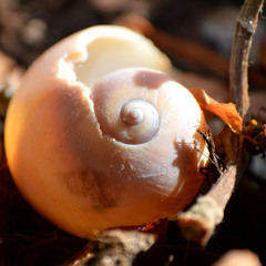 Sacred Swirl [Mycelium Music Comp Vol. 4]