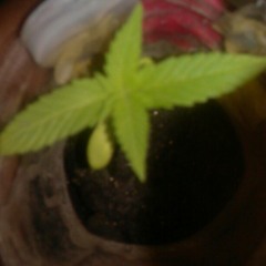 Drinkin drivin smokin